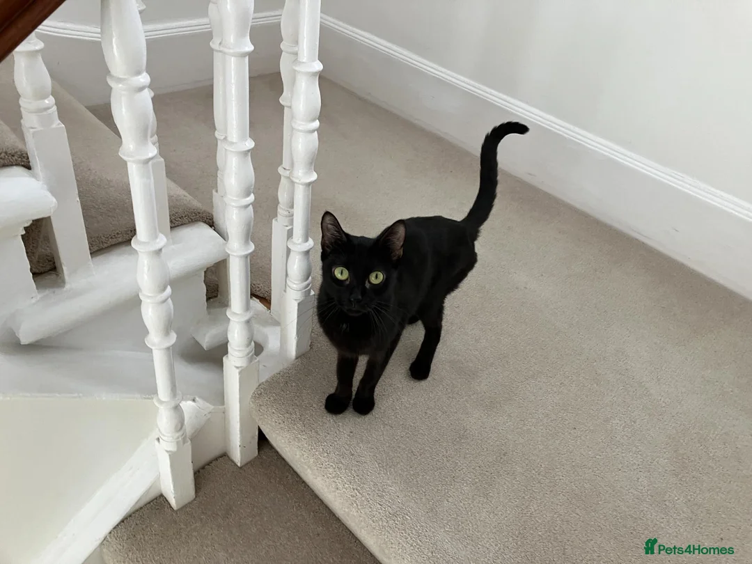 Mixed Breed cats for sale: One year old black cat - Advert 4