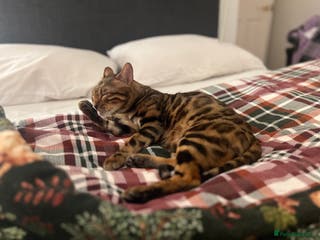 Bengal cats Indoor Female Bengal (Queen) –Spayed/Vaccinated - Advert 6