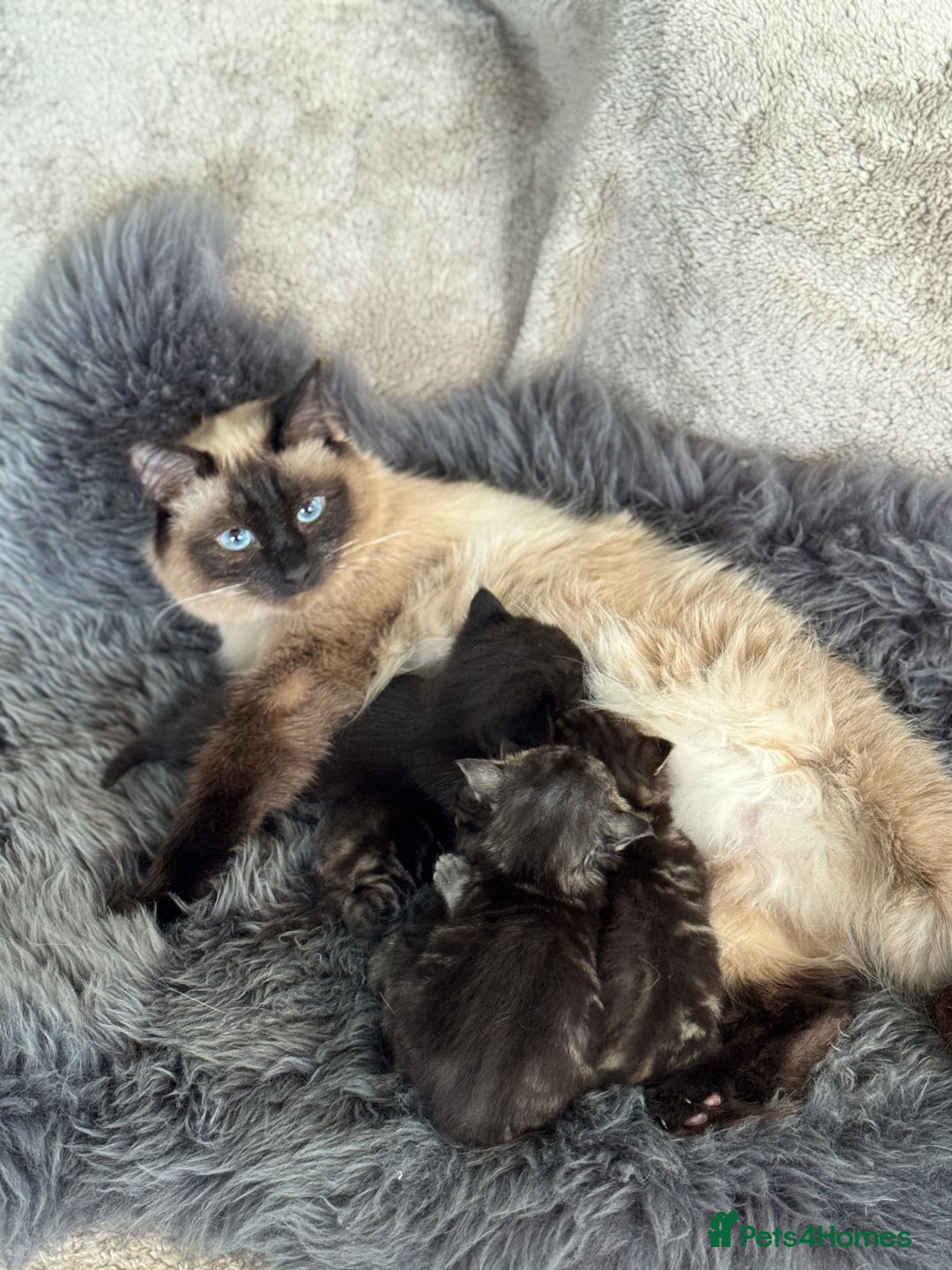 Munchkin cats for sale: Munchkin x Ragdoll Kittens For Sale ❤️ - Image 5