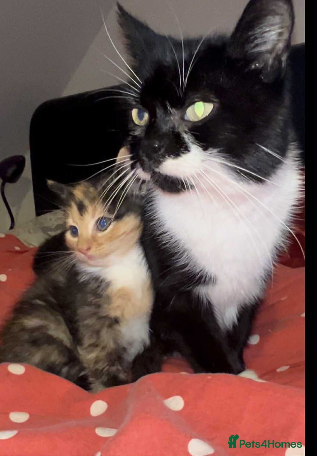 Mixed Breed cats for sale: Cute kittens used to dogs - Advert 6