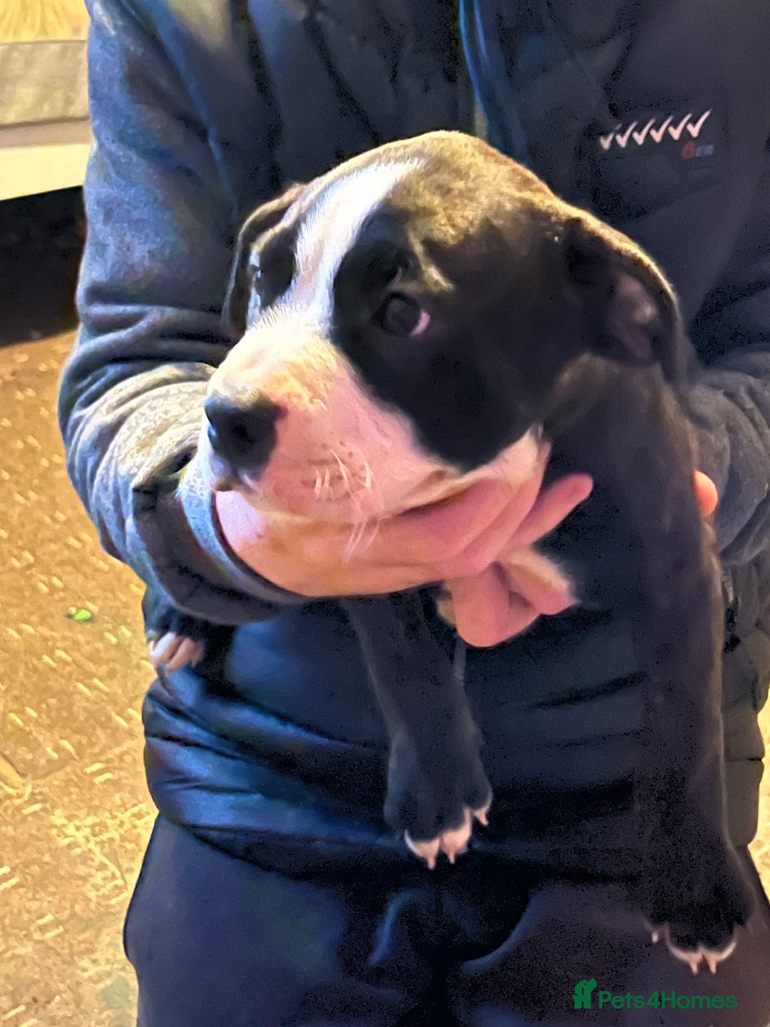 Mixed Breed dogs for sale: Staff x American bully male puppy  - Advert 13