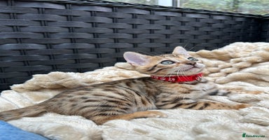 Bengal cats - Advert 3