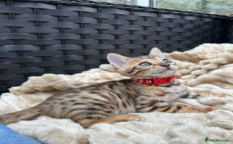 Bengal cats - Advert 3