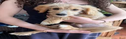 Cocker Spaniel dogs for sale: Last Boy KC Cocker Spaniel - Advert 3