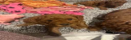 Cockapoo dogs for sale: Beautiful litter of red cockapoos  - Advert 5