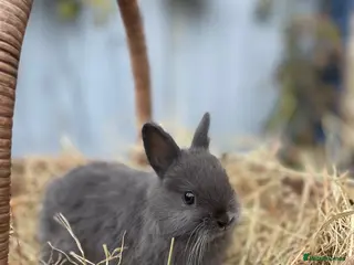 Mixed Breed rabbits Netherland Dwarf & mixed bred female Bunny . - Advert 1