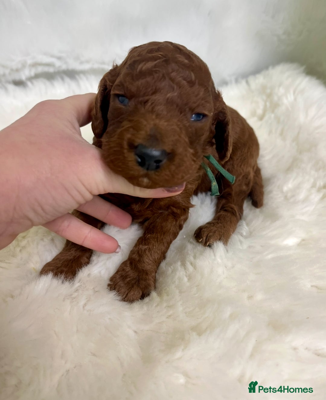 Goldendoodle dogs for sale: multigenerational Australian Red double doodles  - Advert 3