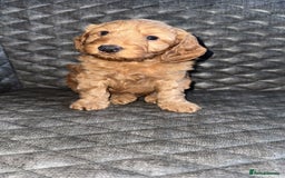 Cockapoo dogs for sale: 6 cockapoo F1 puppies seeking their forever homes - Advert 9