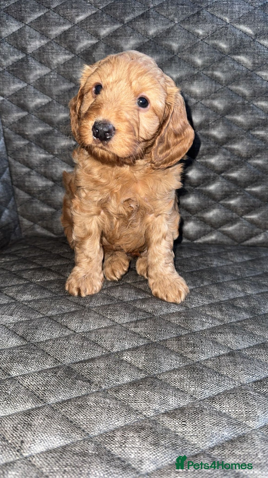 Cockapoo dogs for sale: 6 cockapoo F1 puppies seeking their forever homes - Advert 9