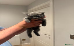 British Shorthair cats for sale: 🐾Fluffy British Shorthair Mix Kittens 🐾 - Image 11