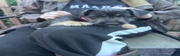 Jack Russell dogs for sale: jack Russle puppies - Advert 12