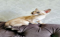 Bengal cats for sale: 🐾***GORGEOUS PURE SNOW BENGAL***🐾 - Advert 8