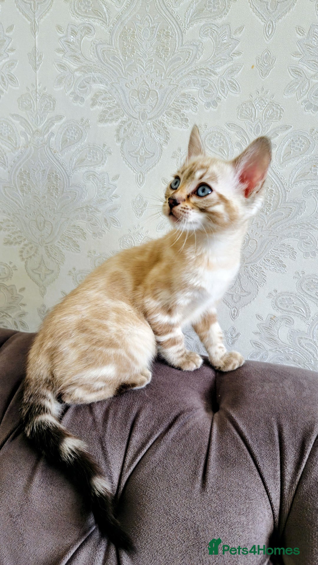 Bengal cats for sale: 🐾***GORGEOUS PURE SNOW BENGAL***🐾 - Advert 8