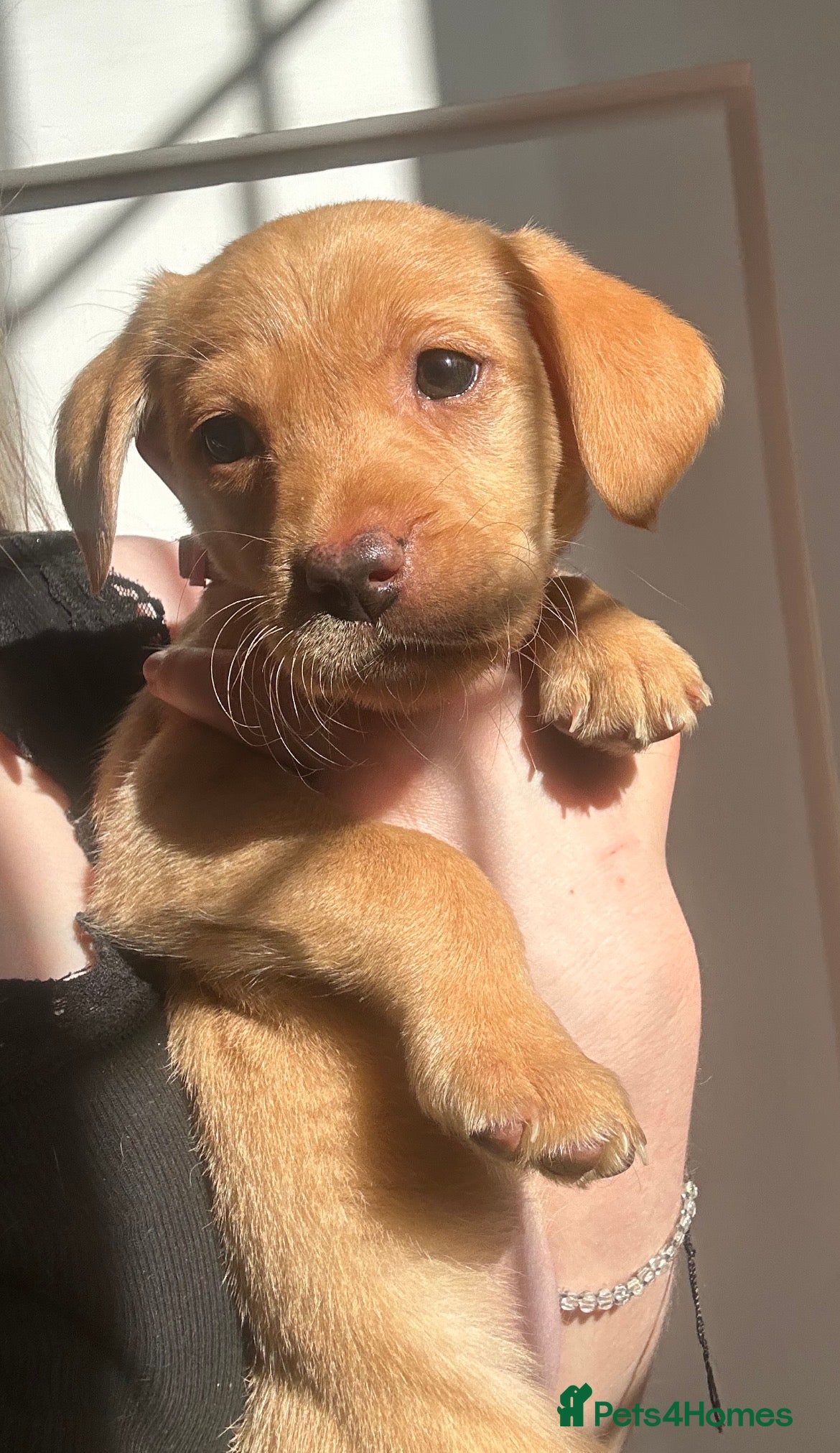 Labrador Retriever dogs Dudley Yellow Fox Red Labrador Girl RARE - Advert 1