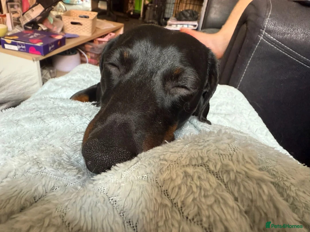 Miniature Dachshund dogs for sale: Miniature Dachshund for Sale - Advert 3