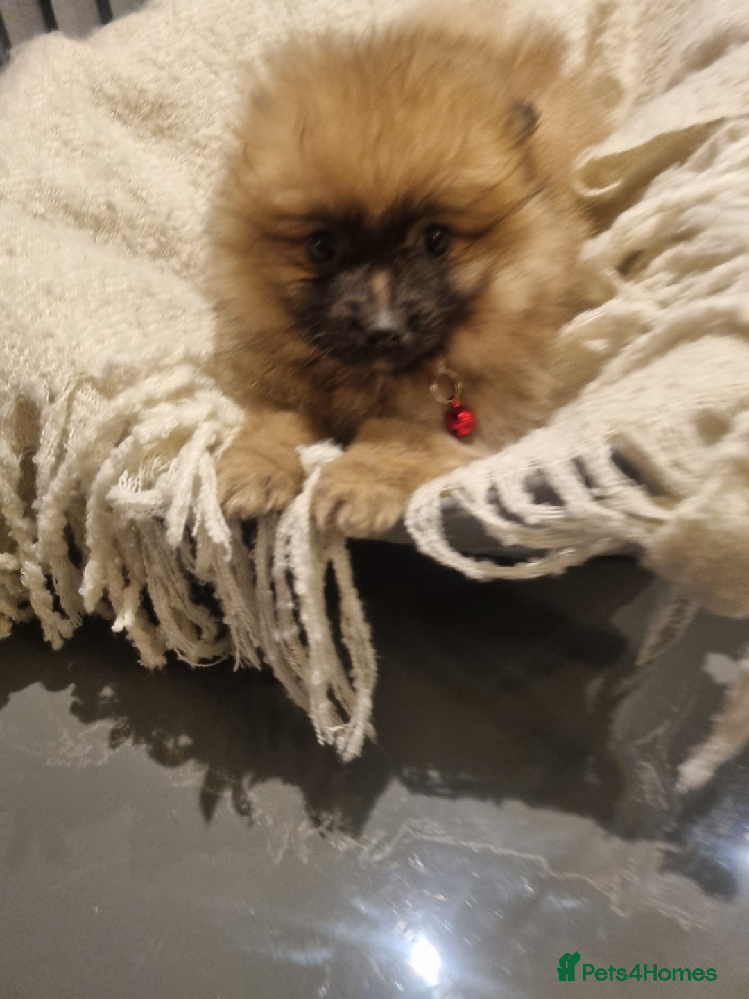 Pomeranian dogs for sale: Pomeraniums  - Advert 15