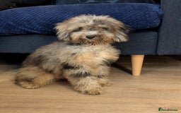 Cockapoo dogs for sale: Gorgeous F2b show type Cockapoo babies blue merles - Image 11