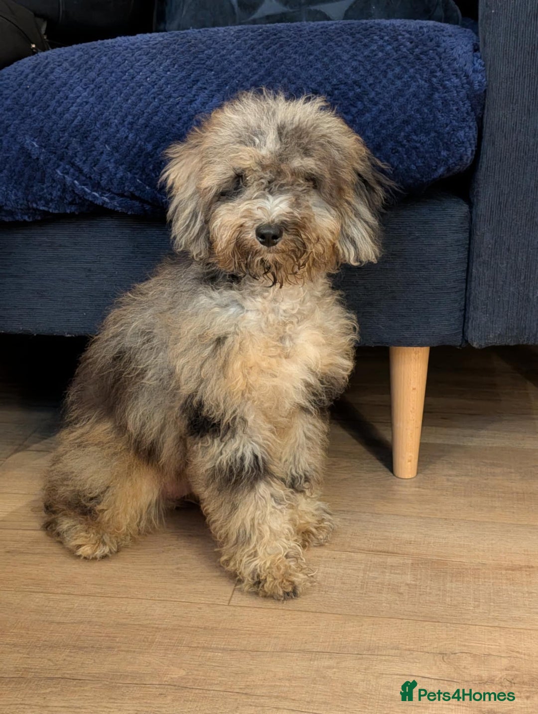 Cockapoo dogs for sale: Gorgeous F2b show type Cockapoo babies blue merles - Image 11