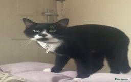 European cats for sale: Kitty - Image 1