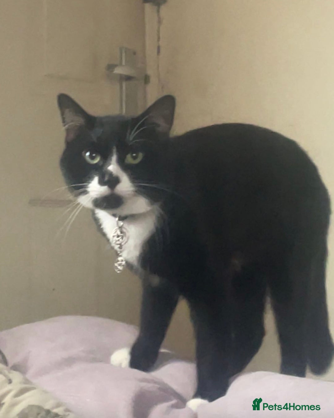 European cats for sale: Kitty - Image 1