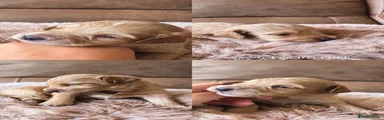 Cockapoo 6