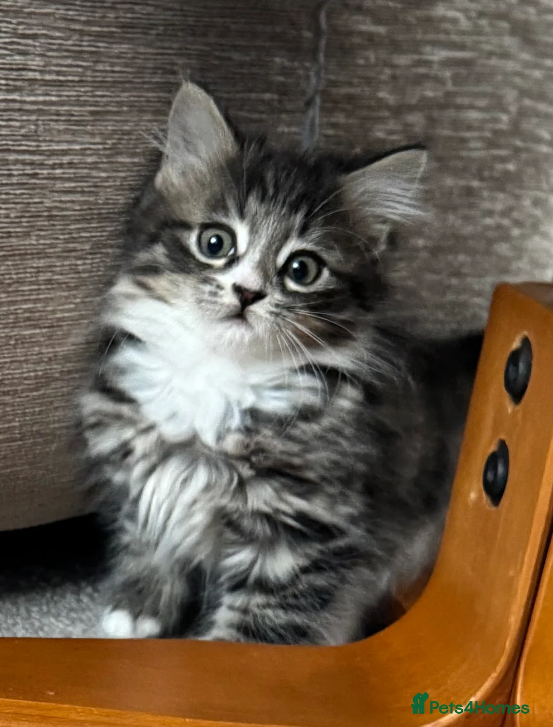 Mixed Breed cats for sale: Adorable Fluffy Kittens - Advert 4