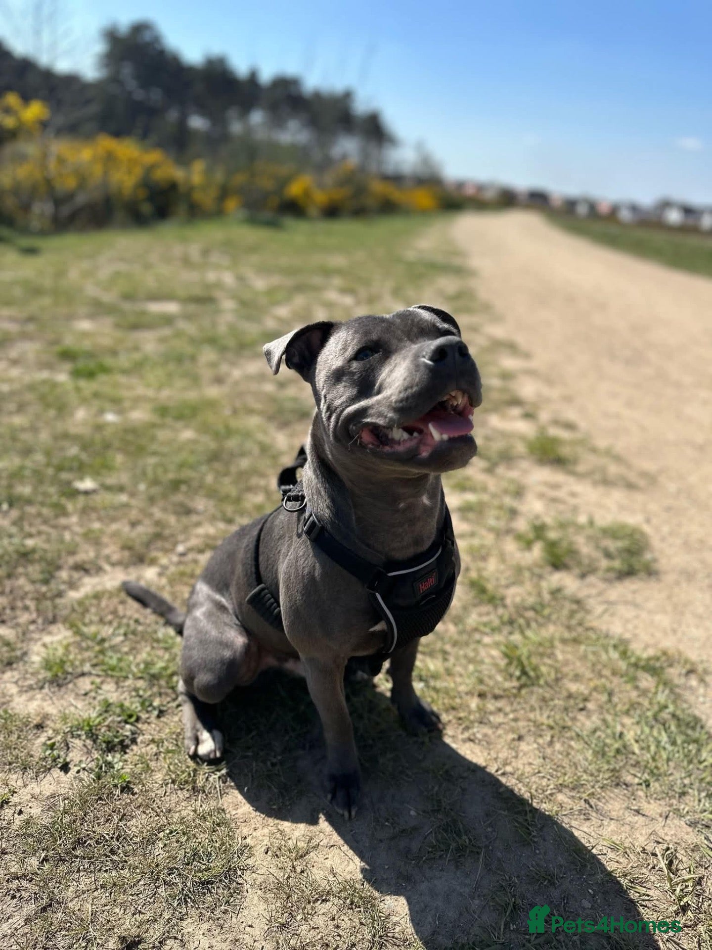 Staffordshire Bull Terrier dogs Stunning Blue Staffordshire Bull Terrier at Stud - Advert 1