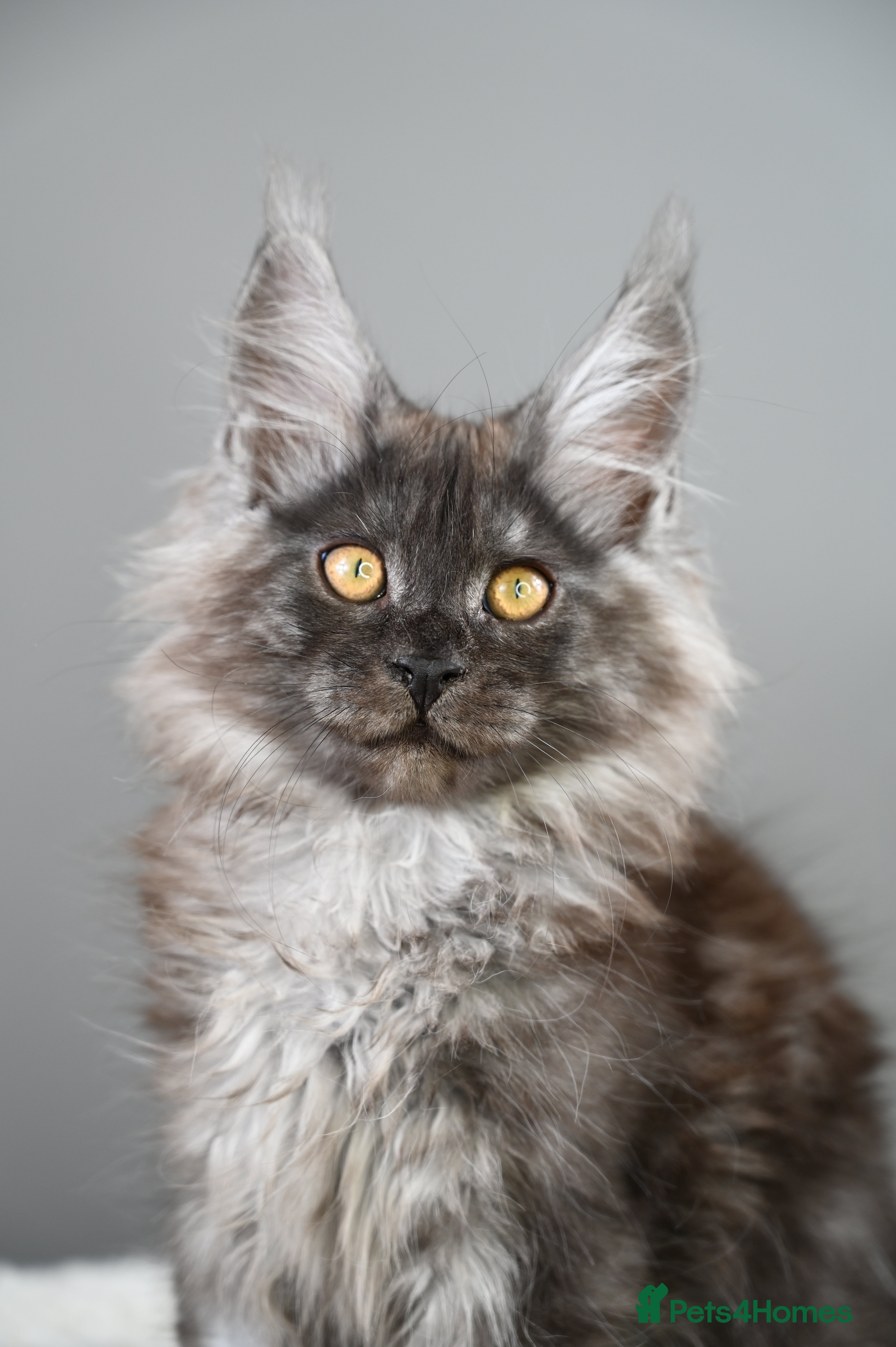 Maine Coon cats 🧬 Reservations for next litter -Champ Line 🎖️ - Advert 12