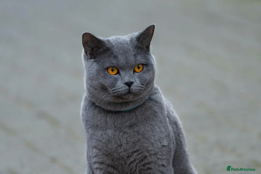 British Shorthair cats for sale: Two British short haired cats - Advert 1