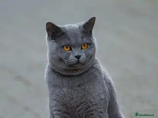 British Shorthair cats Two British short haired cats - Advert 6