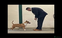 Bull Terrier dogs for sale: Beautiful Brindle English Bull Terrier puppys - Image 3