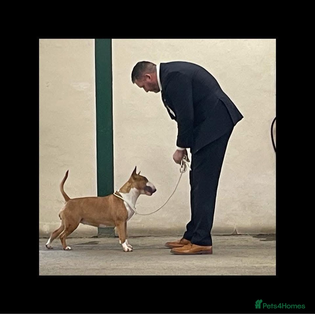 Bull Terrier dogs for sale: Beautiful Brindle English Bull Terrier puppys - Image 3
