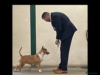 Bull Terrier dogs - Advert 2