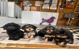 Mixed Breed dogs for sale: Daxiepoos (council licensed breeders) - Image 1