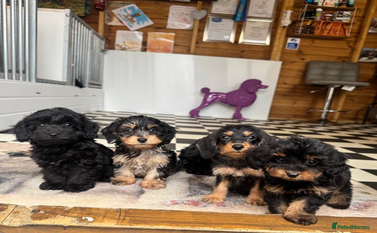 Mixed Breed dogs - Advert 15