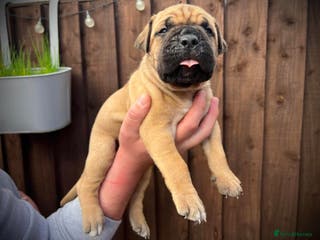 Cane Corso dogs Champion blood line puppies in Wolverhampton - Advert 4