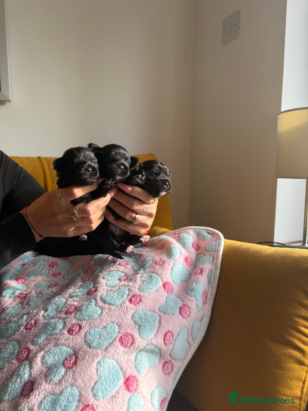 Yorkshire Terrier dogs for sale: Black Onyx Yorkie ready to Reserve 🖤 - Image 1