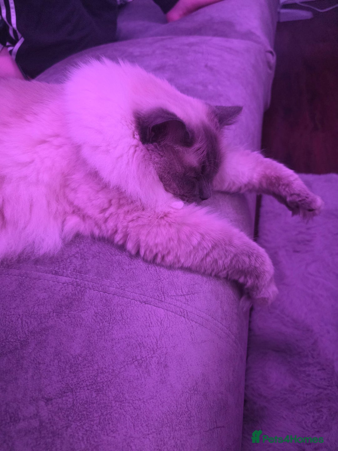 Ragdoll cats for sale: Male ragdoll 2 years old - Advert 3