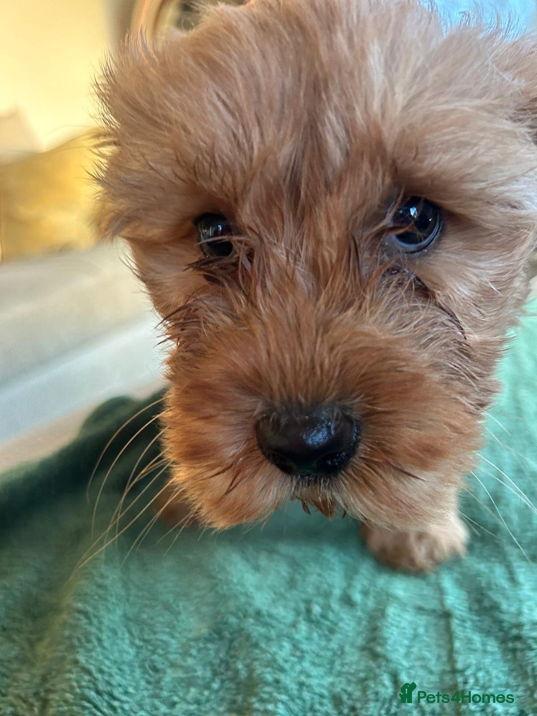 Labradoodle dogs for sale: Gorgeous Health Checked Labradoodle Puppies - Advert 16