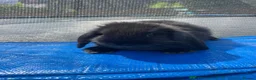 Mini Lop rabbits for sale: Mini Lop Pure Breed - 2 Black Female - Advert 8