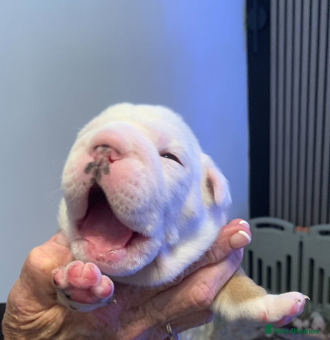 English Bulldog dogs for sale: English bulldog  - Advert 6