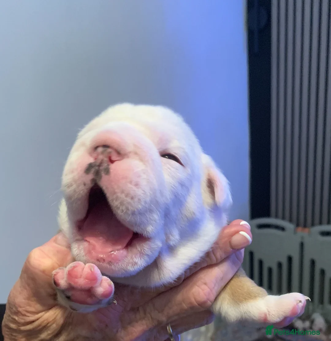 English Bulldog dogs for sale: English bulldog 1 female still available  - Advert 10