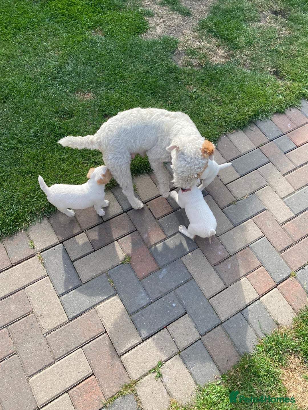 Parson Russell dogs for sale: Parson Russell puppies - Image 7