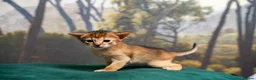Abyssinian cats for sale: Ruddy Abyssinians Kittens-Outstanding Pedigree  - Advert 34