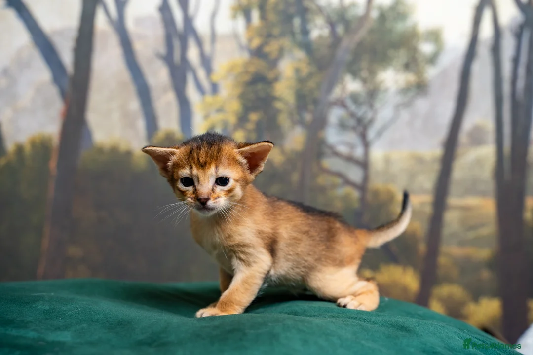 Abyssinian cats for sale: Ruddy Abyssinians Kittens-Outstanding Pedigree  - Advert 34