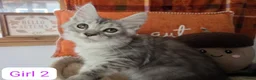 Maine Coon cats for sale: BEAUTIFUL MAINE COON KITTENS, POLY AND NON POLY  - Advert 13