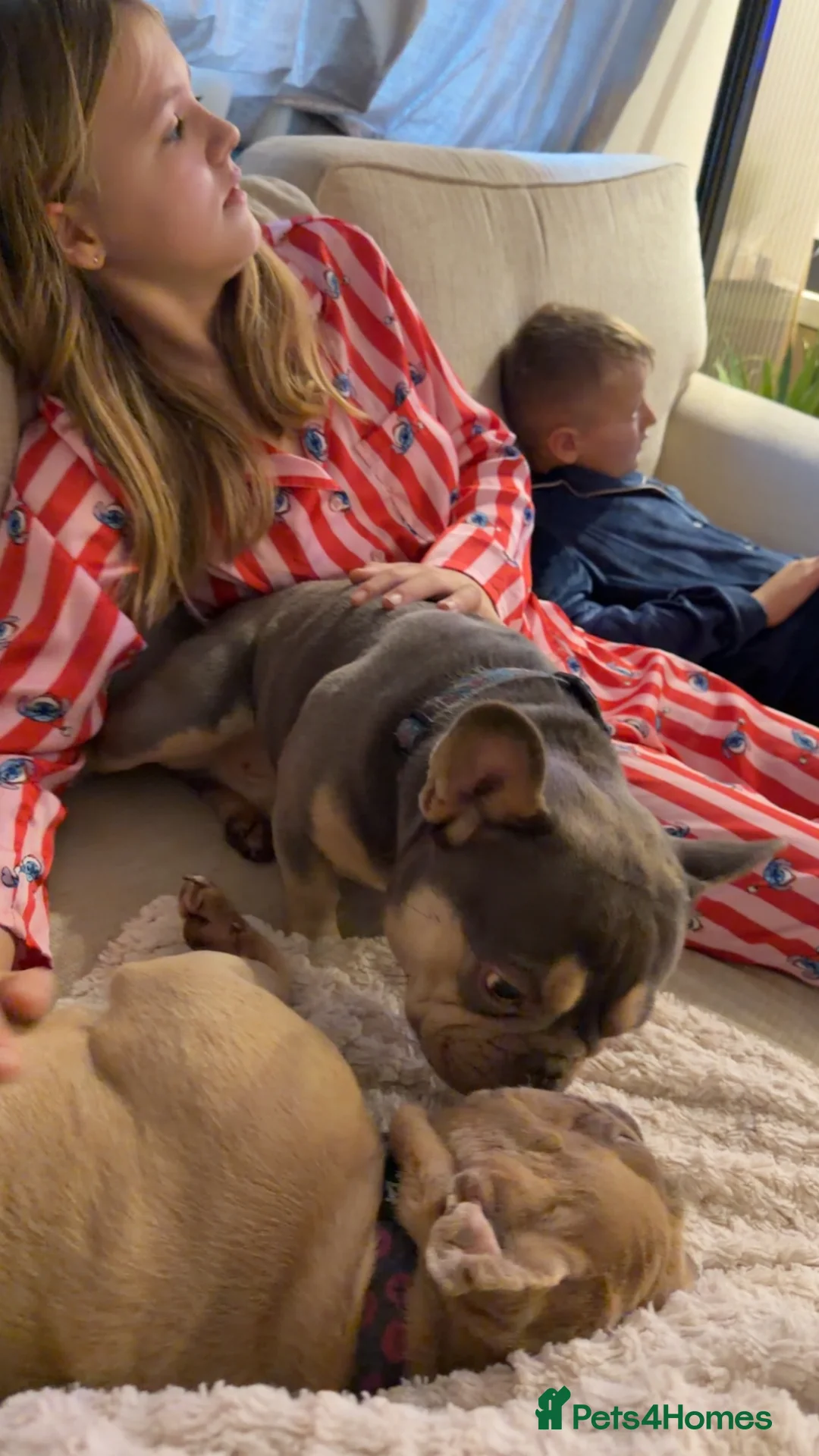 French Bulldog dogs for sale: Our boy Stitch 4yrs Pure pedigree & KC registered - Advert 2