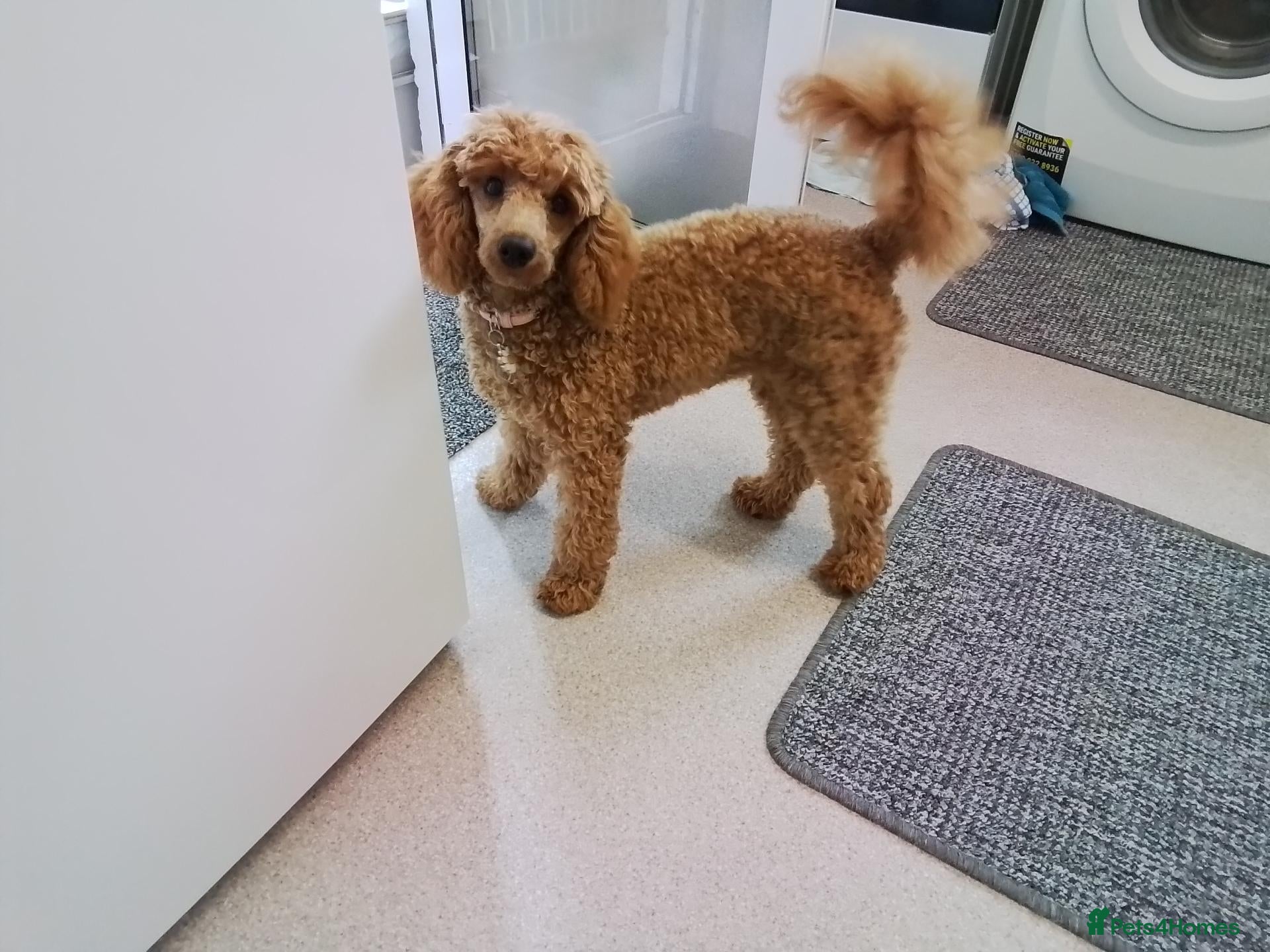 Miniature Poodle dogs Female - Advert 2