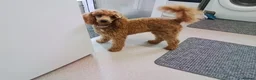 Miniature Poodle dogs for sale: Female in Burton-on-Trent - Advert 1