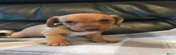 Miniature Dachshund dogs for sale: True miniature dachshunds - Advert 8